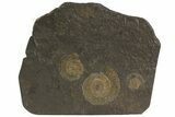 Dactylioceras Ammonite Cluster - Posidonia Shale, Germany #79309-1